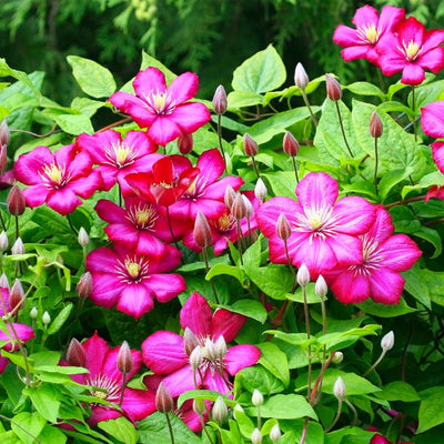 Clematis Vine Plant Live for Planting, Red Velvet Clematis Plant Live in 2.5 Inches Pot, Clematis Flowers Perennial