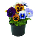Pansy Plants in 4 Inch Pot, Mix Colorful Bloom Pansies Plant for Planting, Live Pansy Plants