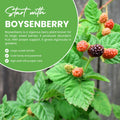 Set 2 Boysenberry Plants, Thornless Boysenberry Plants Live for Planting, 4-6 Inc Tall, Indoor Outdoor Growing