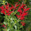 Red Pineapple Sage Live Plant, Red Salvia Plant Live Herb for Grow Indoors Outdoor in 3 Inch Pot
