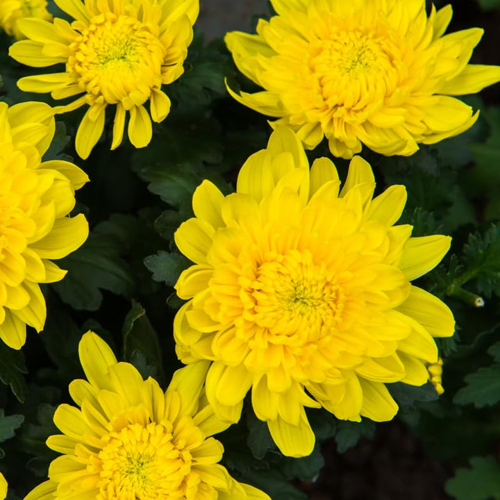 2 Live Chrysanthemum Plants, Mums Plants Live from 5 to 7 Inc Long, Well Rooted (Yellow)
