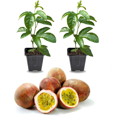 2 High Yield Passion Fruit Plants Live, Purple Climbing Passion Vine Tree Live Plant for Outdoor Growing, 5-9" in Tall, Fast Growing Perennial Sweet and Edible Fruits
