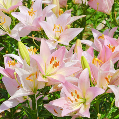 2 Pink White Lily Bulbs, Giant Lily Flower Bulbs for Planting, Lily Flowering Bulbs, Lily Spring Bulbs, Outdoor Indoor Flower Bulbs to Plant