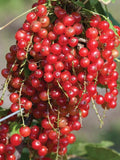 Currant Bush Live Plant, Currant Plant Live for Planting Sweet Current Plant Shrub, Currant Berries, 1 Year Bare Root, 6-12 Inch Tall (Red Currant)