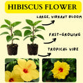 2 Red Yellow Hibiscus Plants, 3-5 Inch Tall Starter Plants - Live Hibiscus Flower Plants for Outdoor Garden, Patio, and Container Growing