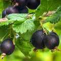 1 Black Velvet Gooseberry Plant Live for Planting, 5-9 Inc Tall, Black Gooseberry Bush Live Plant, Gooseberry Shrub Starter Plant