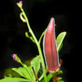 2 Red Okra Plants Live, 4 Inc Potted, Okra Live Plant, Vegetable Plants Live, 5 to 7 Inc Tall