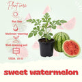 Sweet Watermelon Live Plant, Watermelon Starter Plant 4-7 Inches Tall in 4 Inch Pot, Sweet Fruit Plant, Outdoor Garden Vine