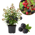 Sweet Thornless BlackBerry Live Plant, 5-8" Tall, Hardy BlackBerry Bush, Sweet BlackBerry Fruit Plants Live for Planting in Garden, No Pot
