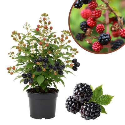 Sweet Thornless BlackBerry Live Plant, 5-8" Tall, Hardy BlackBerry Bush, Sweet BlackBerry Fruit Plants Live for Planting in Garden, No Pot