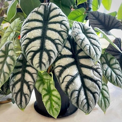 2 Silver Dragon Alocasia Plants Live Houseplant for Indoor Outdoor Growing, 4 to 8 Inches Tall, Rare and Hardy