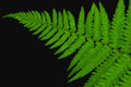 10 Cinnamon Fern Roots, Fern Live Plant Outdoors Bare Roots, 3 to 5 Inches Long Ground Cover Plant
