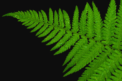 10 Cinnamon Fern Roots, Fern Live Plant Outdoors Bare Roots, 3 to 5 Inches Long Ground Cover Plant