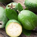 Set of 2 Guava Tree Live Plant, Guava Plant Live from 4 to 6 Inches in Height, Sweet Fruit for Outdoor Planting (Pineapple)