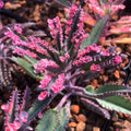 Kalanchoe Pink Butterfly Plant Live for Planting 2 Inch Pot, Pink Kalanchoe Succulent Mother of Thousands, Kalanchoe Live Plant Houseplant