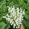 White Lily of the Valley Bulbs for Planting, 6 Bareroots May Lilies Plant for Outdoor Gardening, Stunning White Flowers for Long Lasting Blooms