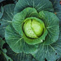 Cabbage Plant Live Pot, Live Cabbage Vegetable Plant Pot 4 Inc