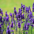 4 Light Blue Lavender Plants Live Starter Plants Plug Size 1-3" in Tall, Hardy Perennial Lavender for Garden and Landscape with Fragrant Purple Blooms, No Pot
