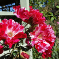 Rose Plant Live, Fragrant Reblooming Roses Flowers for Landscape Planting (Fourth of July Rose), in Pot