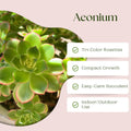 Easy Care Aeonium Plant Live 4” Pot, Rare Succulents Plants Live, Well Rooted, Easy Care House Plants (Green with Pink)