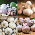 4 Mixed Garlic Bulbs for Planting, Hardneck Mixed Garlic for Growing Outdoors