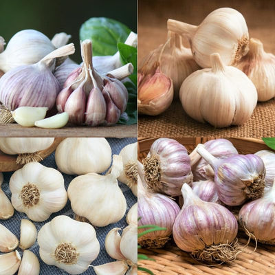4 Mixed Garlic Bulbs for Planting, Hardneck Mixed Garlic for Growing Outdoors