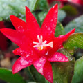 Red Easter Cactus Plant Live, 4 Inc Pot, House Plant Live, Holiday Cactus Plants Indoor Outdoor Gardening