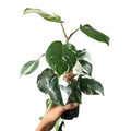 Philodendron Plant in 4 Inch Pot, Tropical Indoor Houseplant, Easy Care Foliage Plant for Home, Office, or Patio (White Variegated Philodendron)
