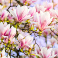 Magnolia Tree Live Plant for Planting, Magnolia Flowers Bush 6 to 12 Inches Height, in Pot, Fragrant Magnolia Shrub (Saucer Magnolia)