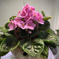 Pink African Violet Plant Live, 4 Inch Pot, Indoor Flowering Plant
