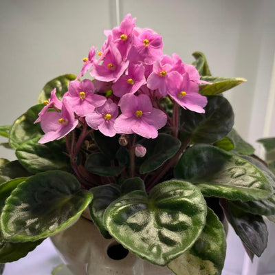 Pink African Violet Plant Live, 4 Inch Pot, Indoor Flowering Plant