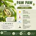 Pawpaw Live Plant, Pawpaw Fruit Tree, 1-2 Ft Tall