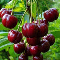 02 Barbados Cherry Tree Live Plant for Planting, 4-7 Inch Tall Fruit Tree, Edible Cherry Tree for Outdoor Garden Growing, Tropical Fruit Plant