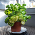 Kale Plants Live for Planting, Live Kale Vegetable in 4" Pot, 3 to 5 Inches Tall, 3 Plants Per Pot, Starter Plant for Home Garden