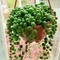 String of Pearls Plant Live, Succulent Trailing Vine, Indoor Houseplant Live in Pot