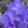 Big 1 Gallon Blue Rhododendron Plants Live, 1-3 Years Old Azalea Plants Live Shrubs Bushes for Planting, Very Well Rooted