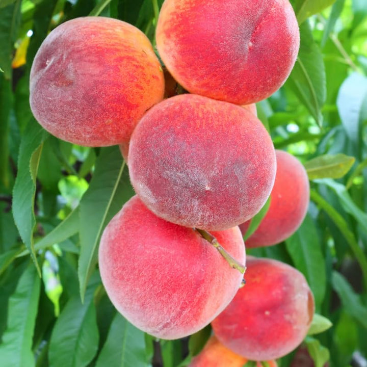 7 Months Old Rare Red Peach Seedling Tree Live Plant, 6 to 13 Inches in Tall, Winter Hardy for Gardening Outdoor, Dormant, Bare Root, No CA