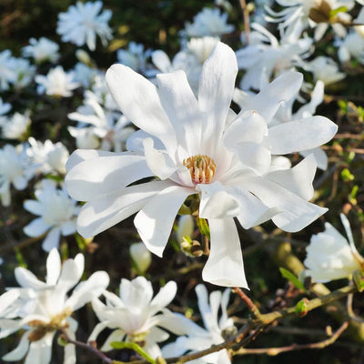 Magnolia Tree Live Plant, Magnolia Flowers Bush, 6-12 Inches Tall, in Pot, Fragrant Magnolia Shrub Ready to Grow (Star Magnolia)