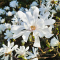 Magnolia Tree Live Plant for Planting, Magnolia Flowers Bush 6 to 12 Inches Height, in Pot, Fragrant Magnolia Shrub (Star Magnolia)