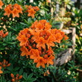 Azalea Live Plant, Live Azalea Plants, Flowering Shrub with Vibrant Red Blooms, 4-7 Inches Tall in 4 Inch Pot (Orange)