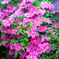 Clematis Vine Plants Live in Pot, 8 Months Old Seedlings Climbing Flowering, Outdoor Trellis Fences, Cold Hardy (Light Pink Clematis)