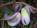 Chocolate Vine Plant, Akebia Quinata, Sweet Fruit Plant Well Rooted, Appx 4 to 6 Inches Tall Cut Back Chocolate Fruit Starter Plant, Akebia Fruit Plant Live, Akebia Plant for Outdoor Garden