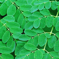 Moringa Tree Plant Live Moringa Plant for Garden, 4 Inc Pot, Moringa Oleifera Plant, Herb Garden