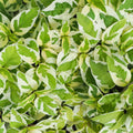 White Pothos Plant, Live Pothos Plant, Variegated Pothos Plant, Pothos Vines Plant 4 Inches Potted House Plant Indoors Live, Indoor House Plant
