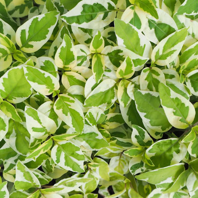 White Pothos Plant, Live Pothos Plant, Variegated Pothos Plant, Pothos Vines Plant 4 Inches Potted House Plant Indoors Live, Indoor House Plant