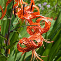 5 Turk Cap Lily Bulbs for Planting, Orange Flower, Summer Planting Outdoor