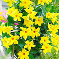 2 Yellow Mandevilla Plants Live, Mandevilla Live Plant for Garden, 4 Inc to 7 Inc Tall, Mandevilla Live Plant Pot, Live Mandevilla Vine Plants