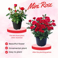 Mini Rose Bush Live Plant in 3.5'' Pot, Miniature Rose Plant Live, 3-5'' Tall, Mini Rose Plant, Live Flower Plant for Office and Home Decoration (Red)