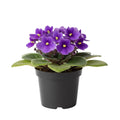 African Violet Plant, Live African Violet Flowers in 4'' Pot, Low-Maintenance Indoor Flowering Plant with Vibrant Blooms (Purple Blooms)