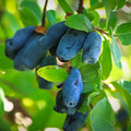 Honeyberry Plant, Honeyberry Plants Live, 4-8 Inc Tall, Haskap Berry Plant, Cold Hardy Berry Bush for Indoor Outdoor Garden